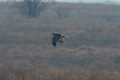 Northern Harrier 2016-02-13_1